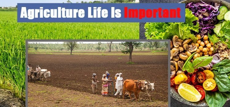 Why Is Agriculture Important Today