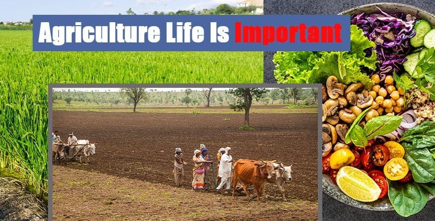 Agriculture Life Is Important - Theflashupdate