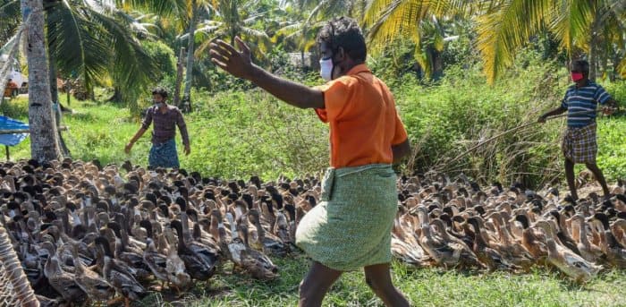 Bird Flu: Maharashtra has been deeply influenced