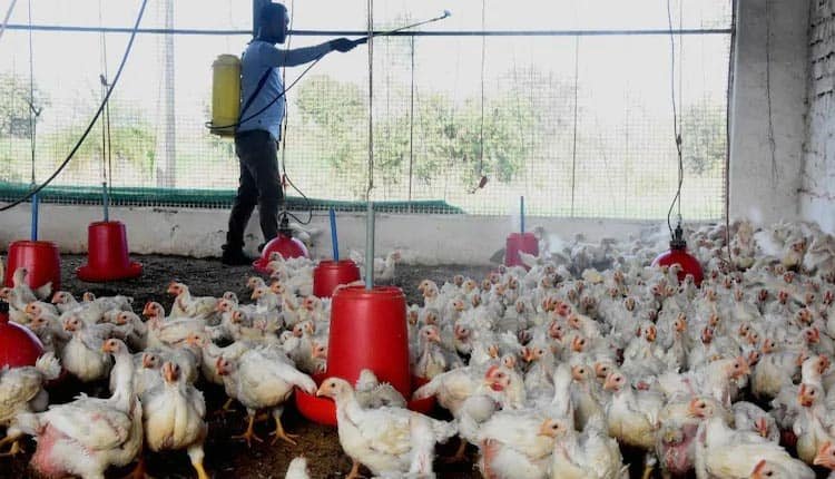 bird flu impact on chicken industry