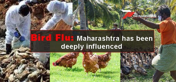 Bird Flu: Maharashtra has been deeply influenced