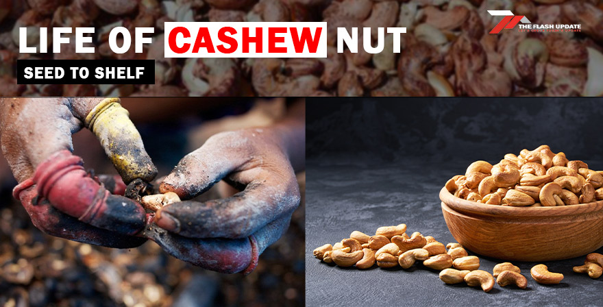 Life of a Cashew Nut seed to shelf