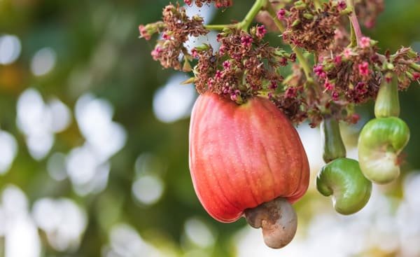 origin of cashew