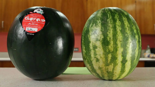 Black-Densuke-Watermelon