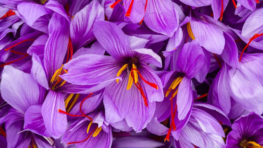 saffron-flowers