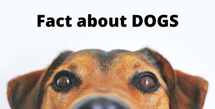Fact about DOGS