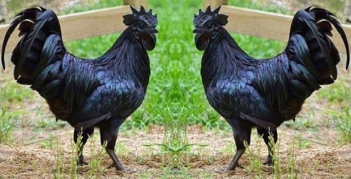 Kadaknath Chicken – Indian breed of chicken from Dhar and Jhabua